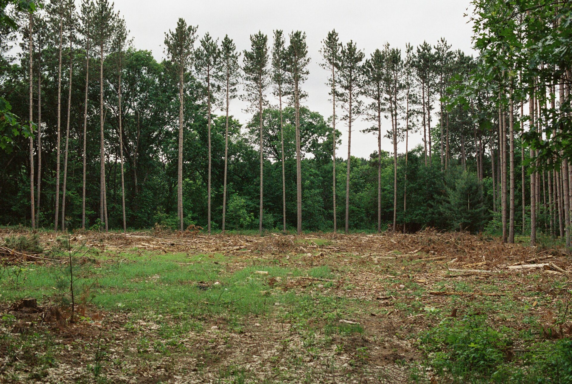 Bare building land lot surrounded by tall trees.